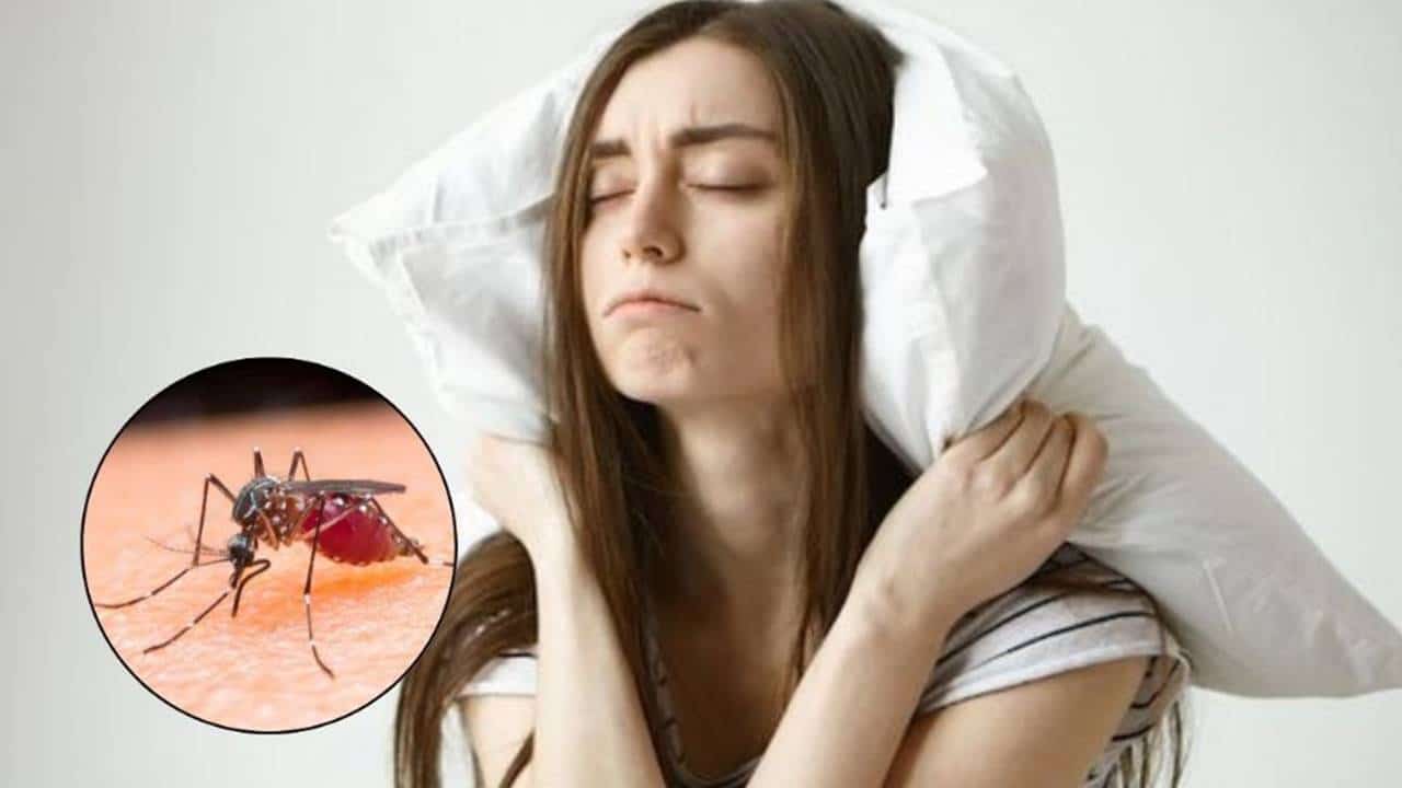 Evite infestações de mosquitos na casa com este truque simples