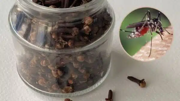 An effective way to use cloves to repel mosquitoes