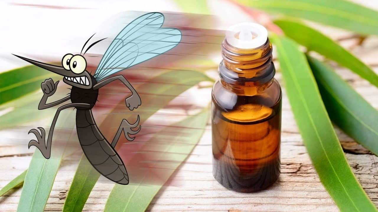 10 óleos essenciais que protegem contra os mosquitos: os mais eficazes e poderosos
