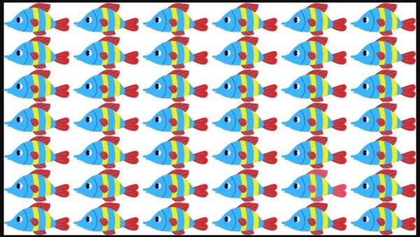 Desafio cerebral de ilusão de ótica: você consegue encontrar o peixe estranho?