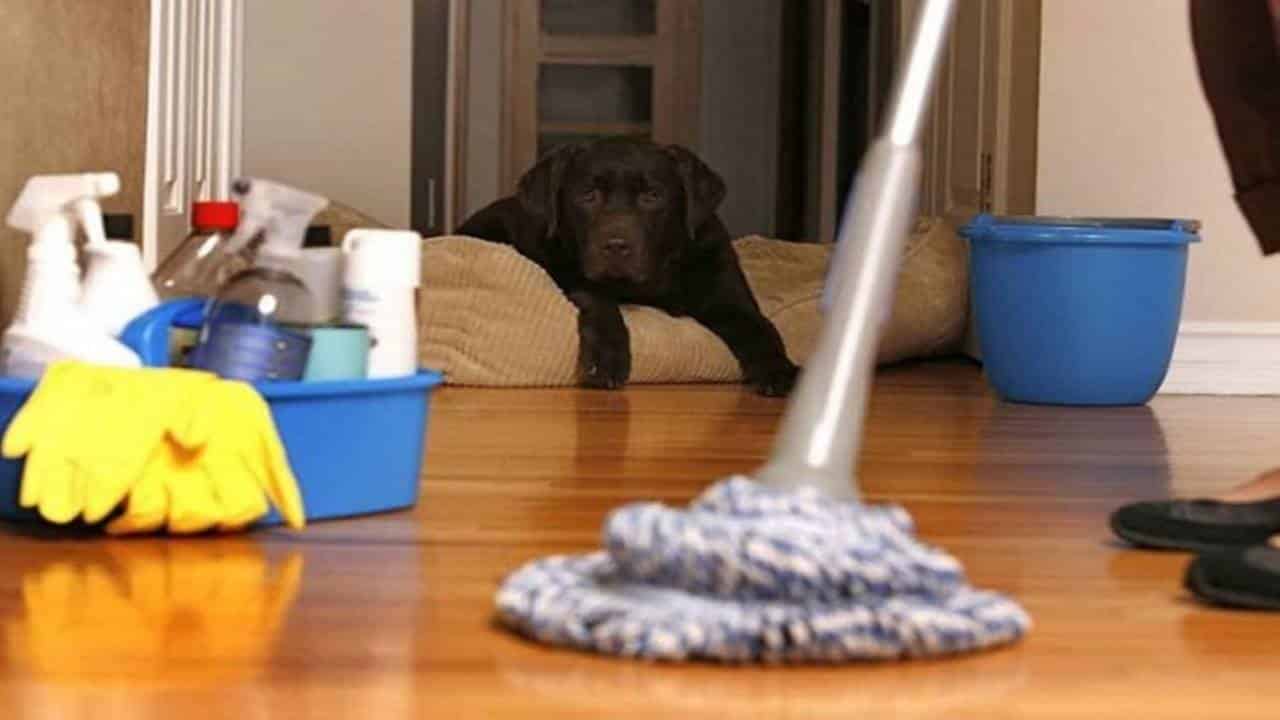 Mistura caseira para esfregar o chão e eliminar o cheiro de cachorro da casa