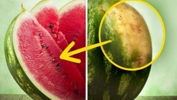 Não tem erro: 5 dicas fáceis para você escolher uma melancia docinha