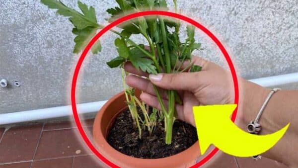 Use o raminho de salsa que você compra e plante em casa: Não gaste mais dinheiro