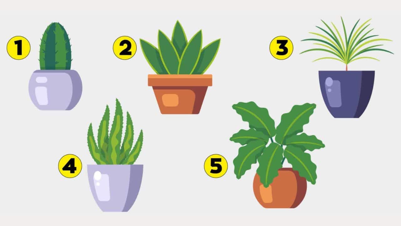 TESTE IDEAL: Descubra a sua razão de ser escolhendo uma planta!