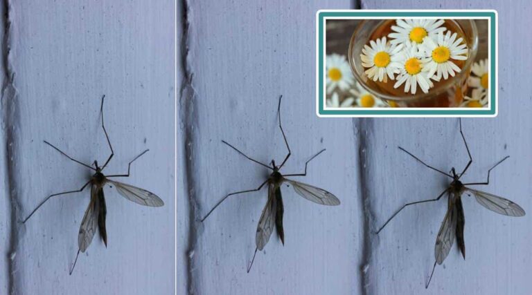 Descubra como usar camomila para repelir os mosquitos