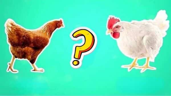 Galinha e Frango: Como saber a diferença a partir de agora?