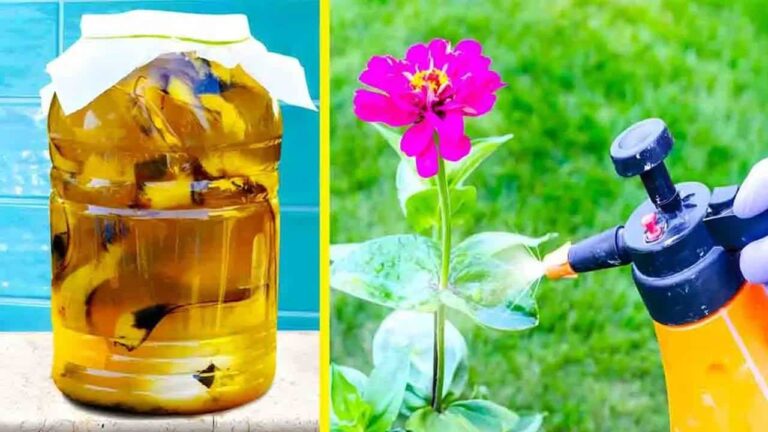 Como preparar água de banana para você ter plantas bonitas e saudáveis?