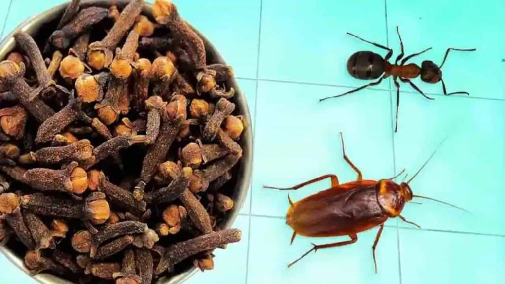 Coloque cravos dentro de um borrifador para eliminar baratas e mosquitos permanentemente