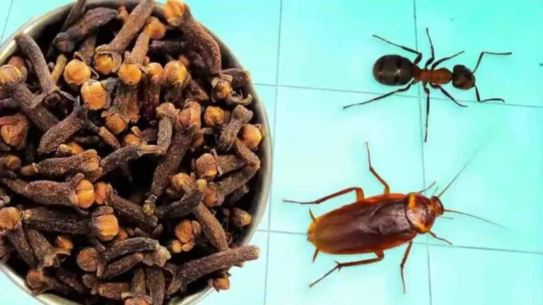 Coloque cravos dentro de um borrifador para eliminar baratas e mosquitos permanentemente