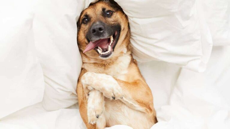 Remova os pelos do seu cachorro ou gato das colchas com este remédio caseiro