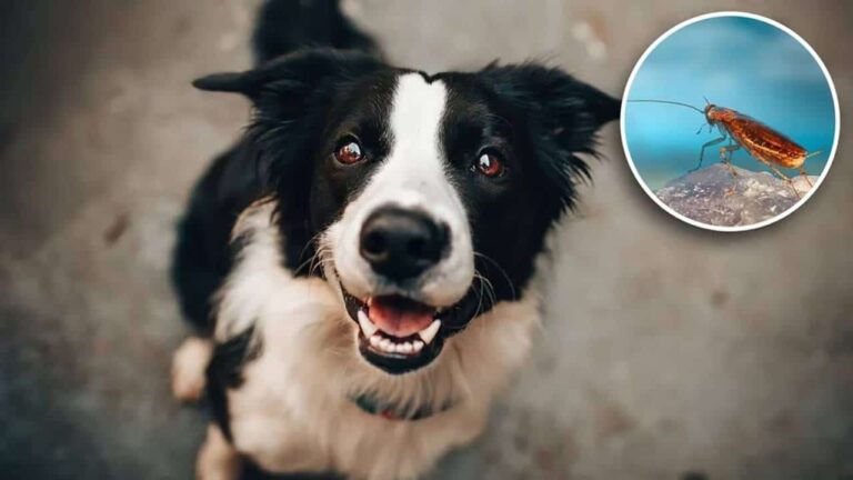 Os perigos do seu cachorro comer uma barata