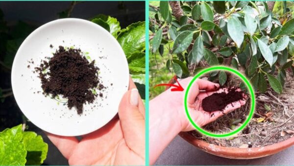 A borra de café é um tesouro precioso não só em casa, mas também para as plantas