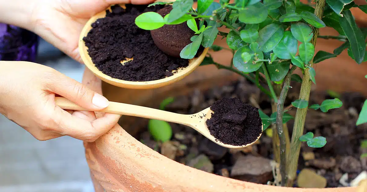 florescer as plantas da casa