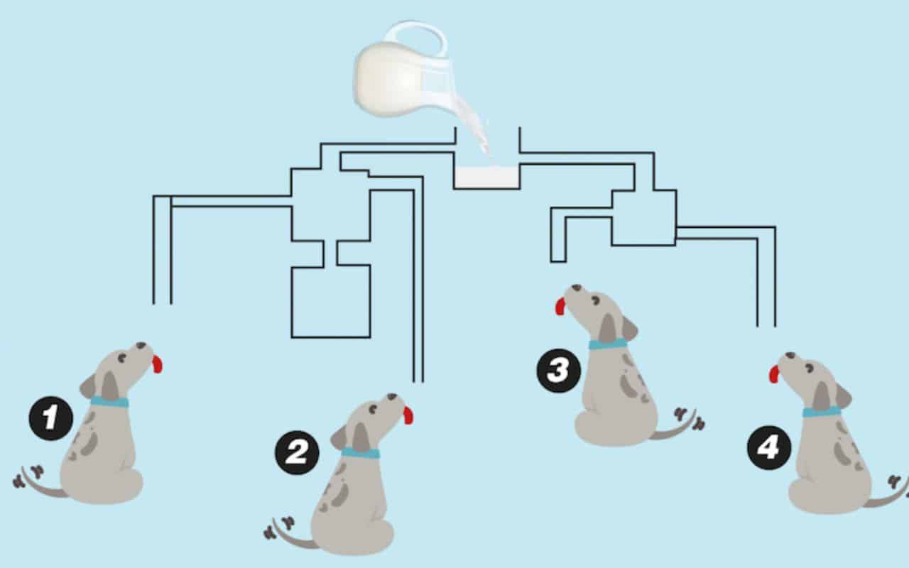 Desafio Mágico: Qual cachorro beberá o leite primeiro?