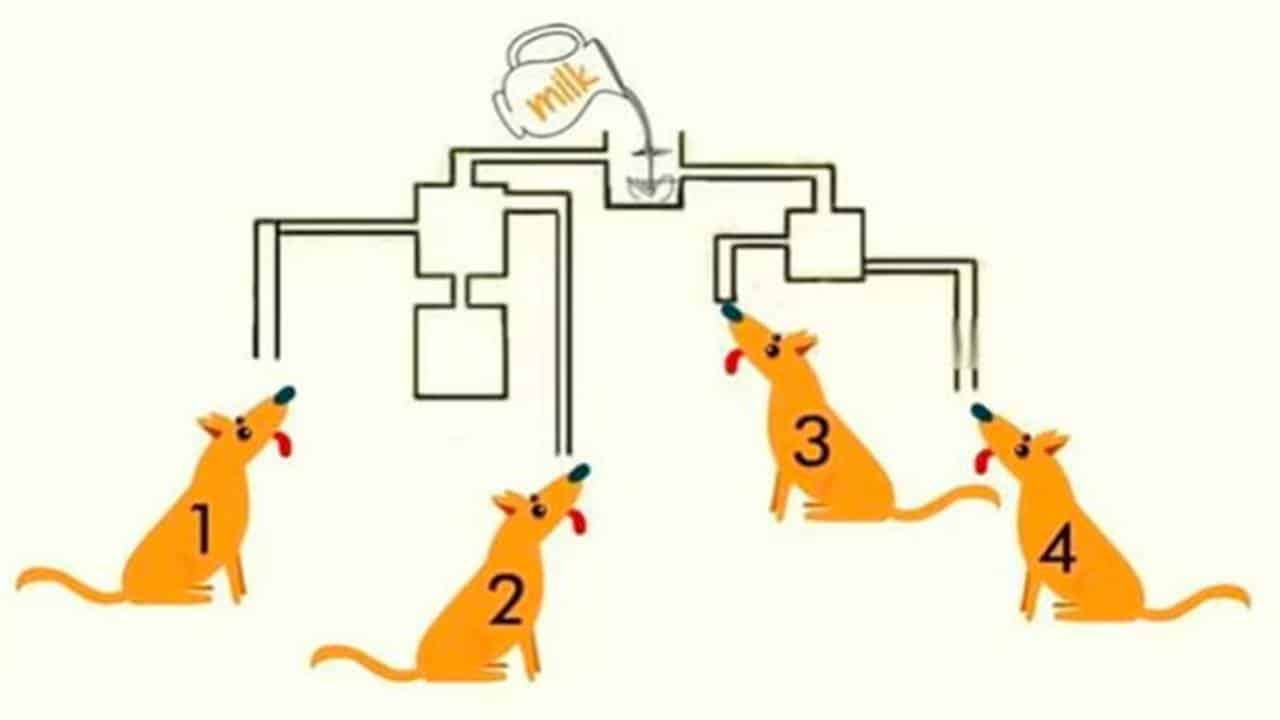 Ajude os cães a resolver este Desafio: Qual deles vai tomar o leite primeiro?