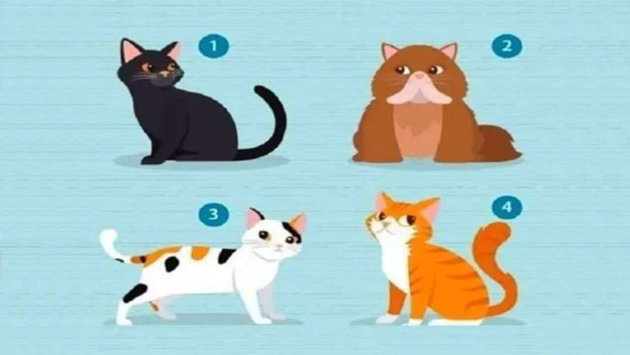 Teste de personalidade: selecione um gato e você saberá que tipo de parceiro precisa