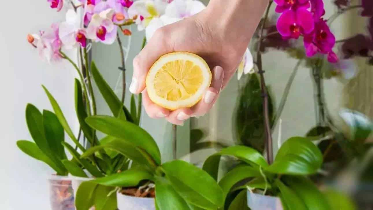 Suco de limão: ele é essencial para sua orquídea