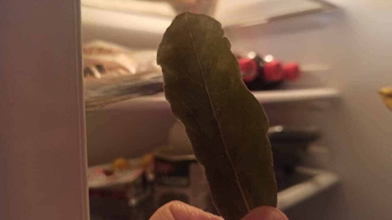 Folha de louro na geladeira