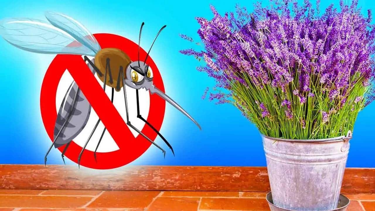 10 plantas que mantêm moscas e mosquitos longe de sua casa