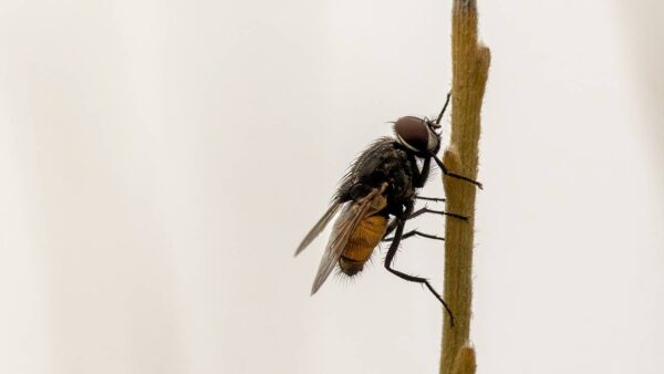 Os 6 cheiros pouco conhecidos que atraem moscas para casa: evite tê-los em casa!