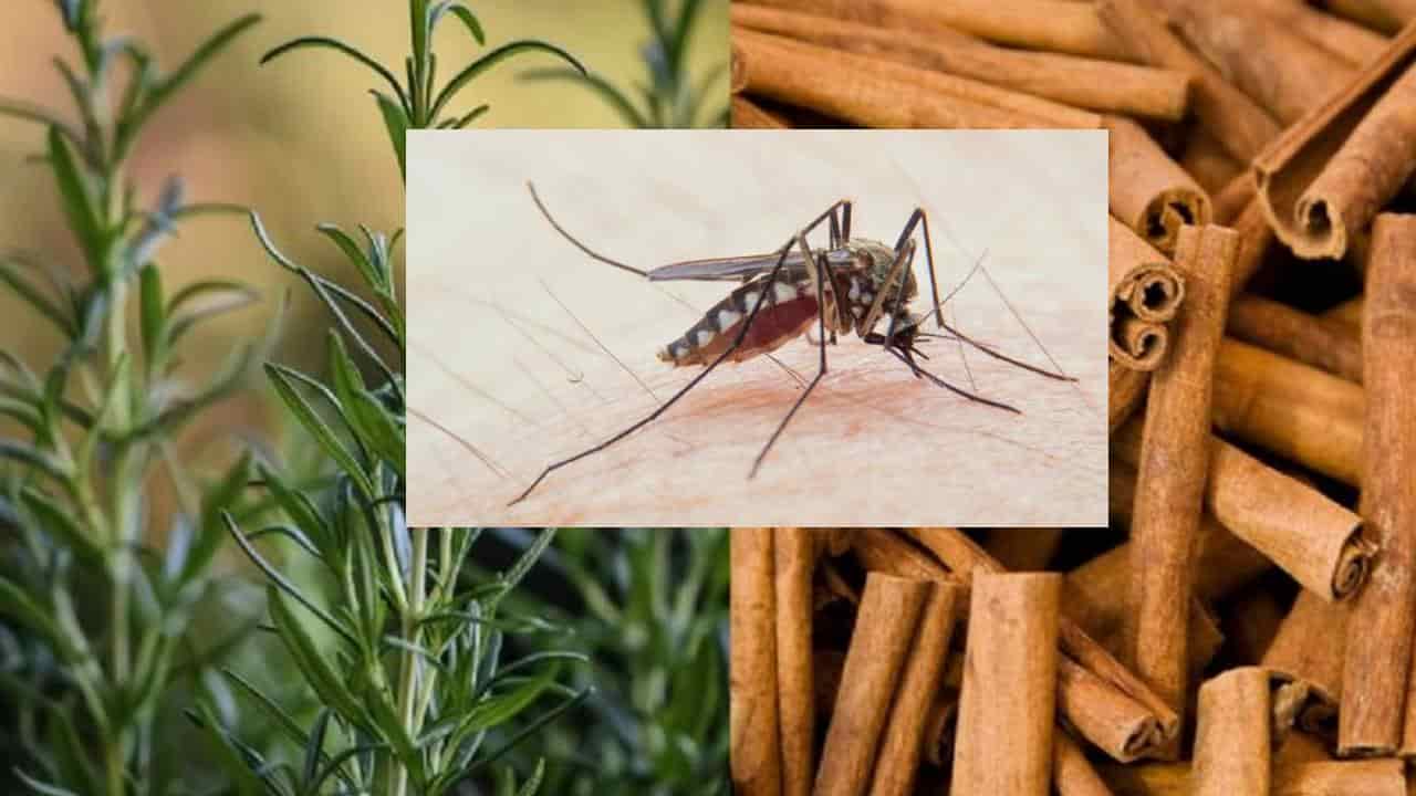 Aprenda como espantar os mosquitos com alecrim e canela