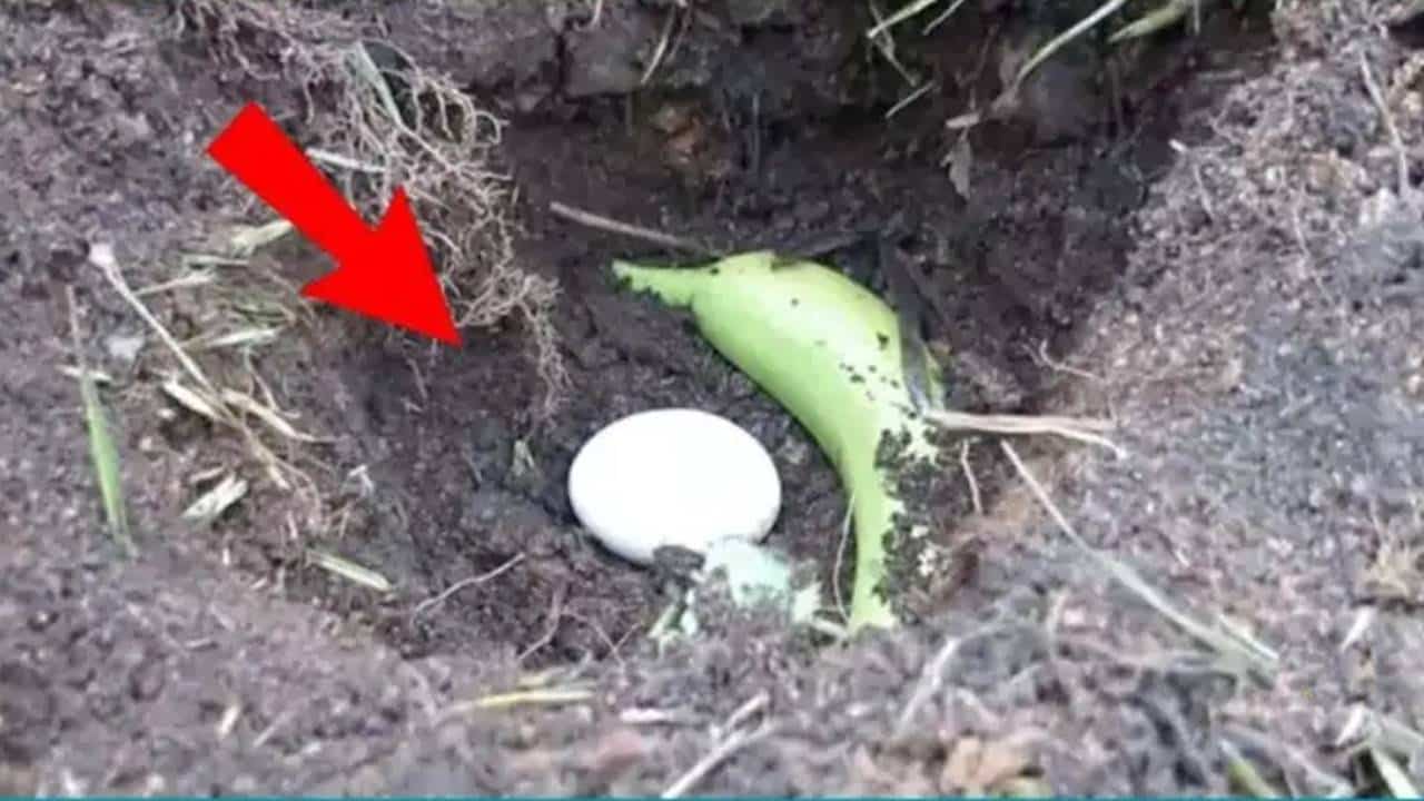 Por que você deve enterrar uma banana e um ovo no solo do seu jardim?