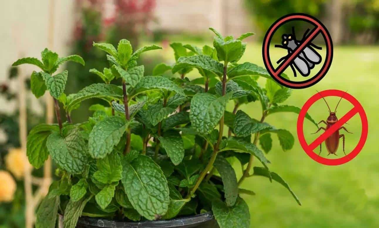 plantas para erradicar moscas e baratas