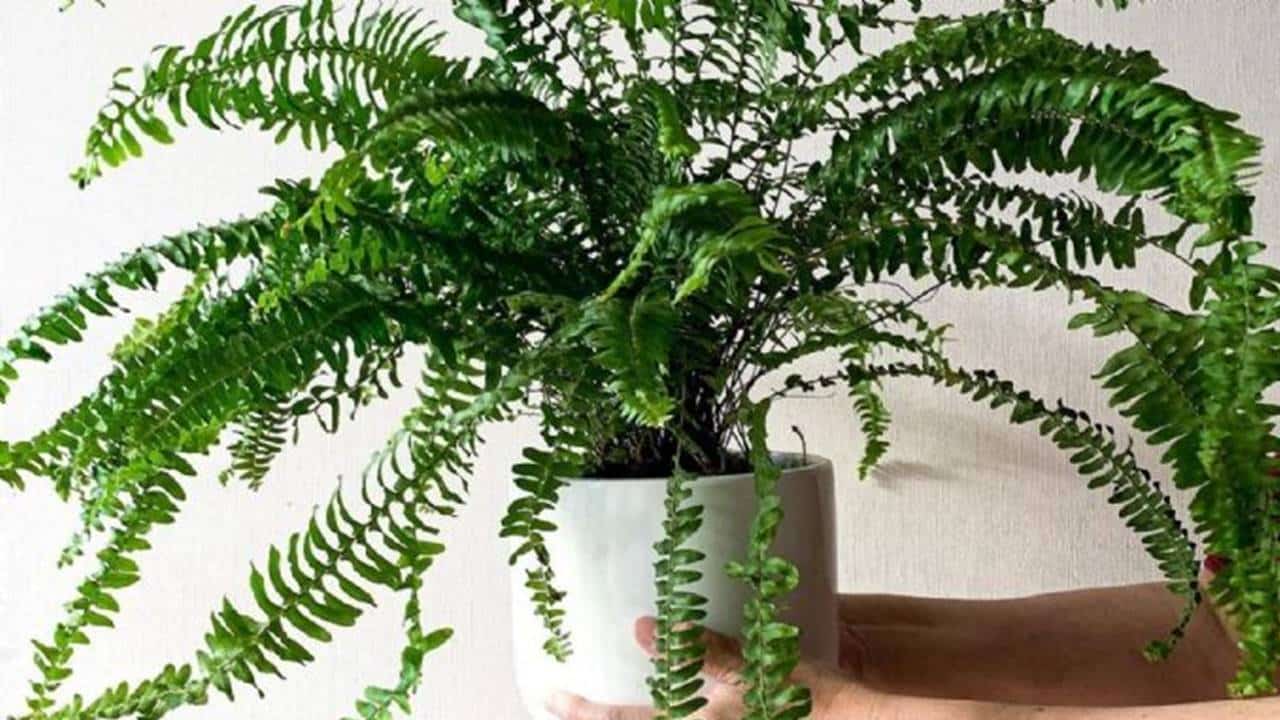 3 plantas que você NÃO deve ter em casa porque atraem perdas de dinheiro