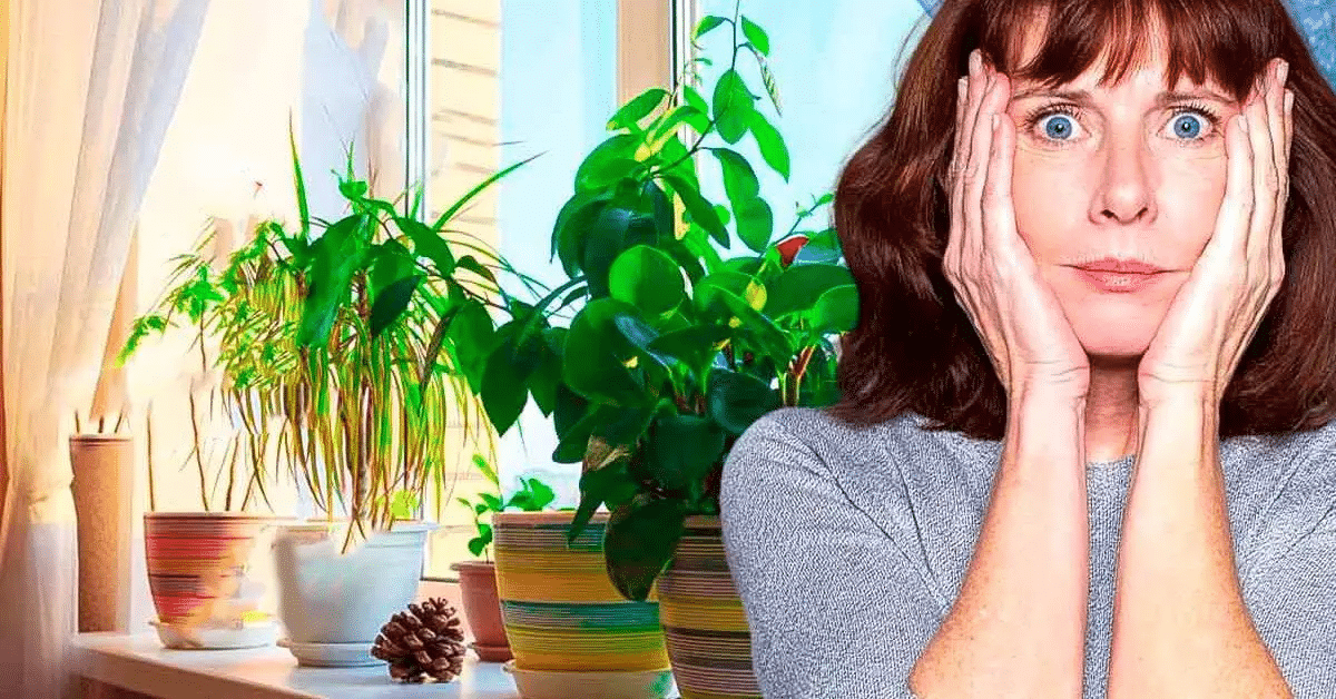 10 plantas tóxicas para evitar dentro da sua casa