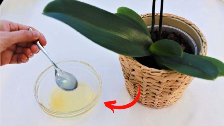 Mistura caseira para suas plantas