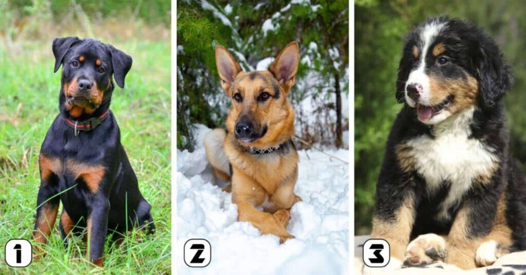 TESTE IDEAL: O cachorro escolhido revela seu nível de lealdade!