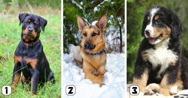 TESTE IDEAL: O cachorro escolhido revela seu nível de lealdade!