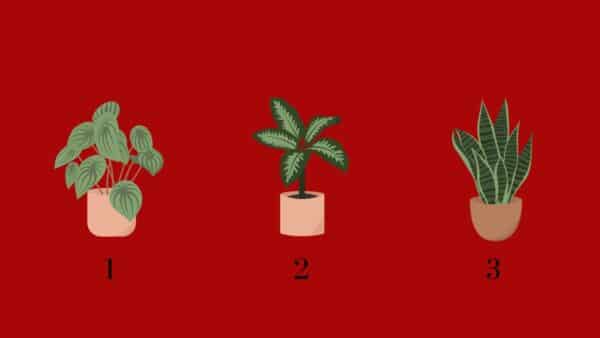 TESTE DE PERSONALIDADE: Uma planta revela que os outros não gostam em você