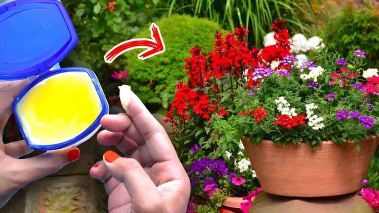 Veja 11 usos da vaselina cuidar das suas plantas em casa
