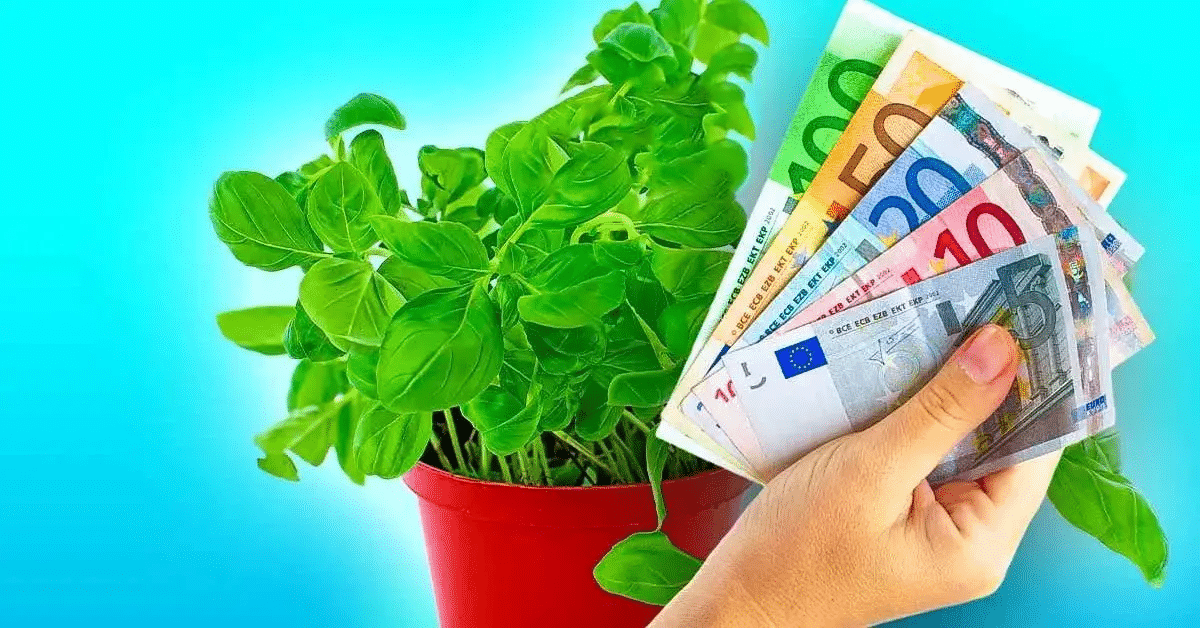 10 plantas atrair dinheiro casa