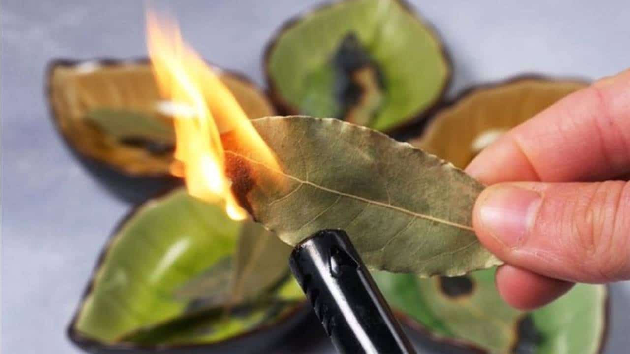 7 coisas que acontecem quando você queima uma folha de louro em casa