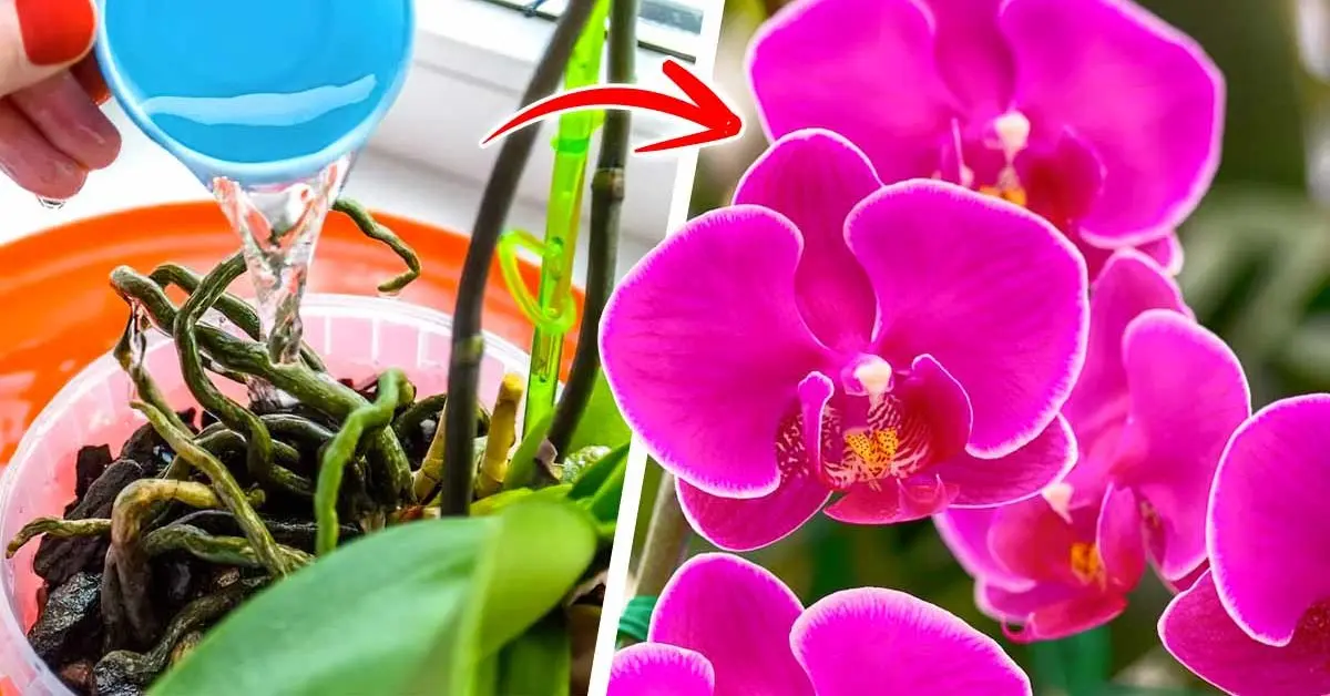 As orquídeas florescerão o ano todo