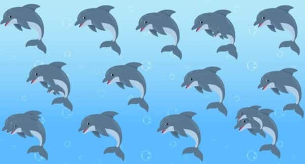 DESAFIO quantos golfinhos tem na imagem