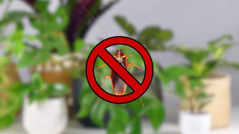 plantas que as baratas odeiam