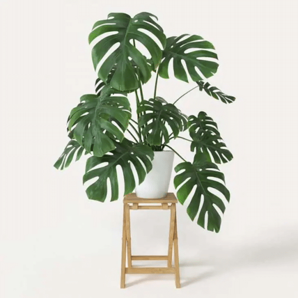 plantas nunca colocar no quarto