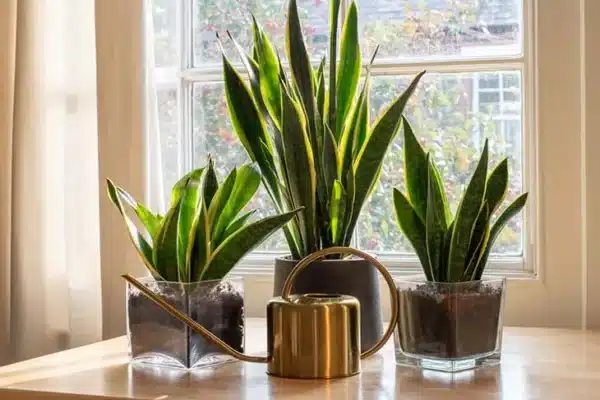 6 plantas que eliminam  maus odores cozinha
