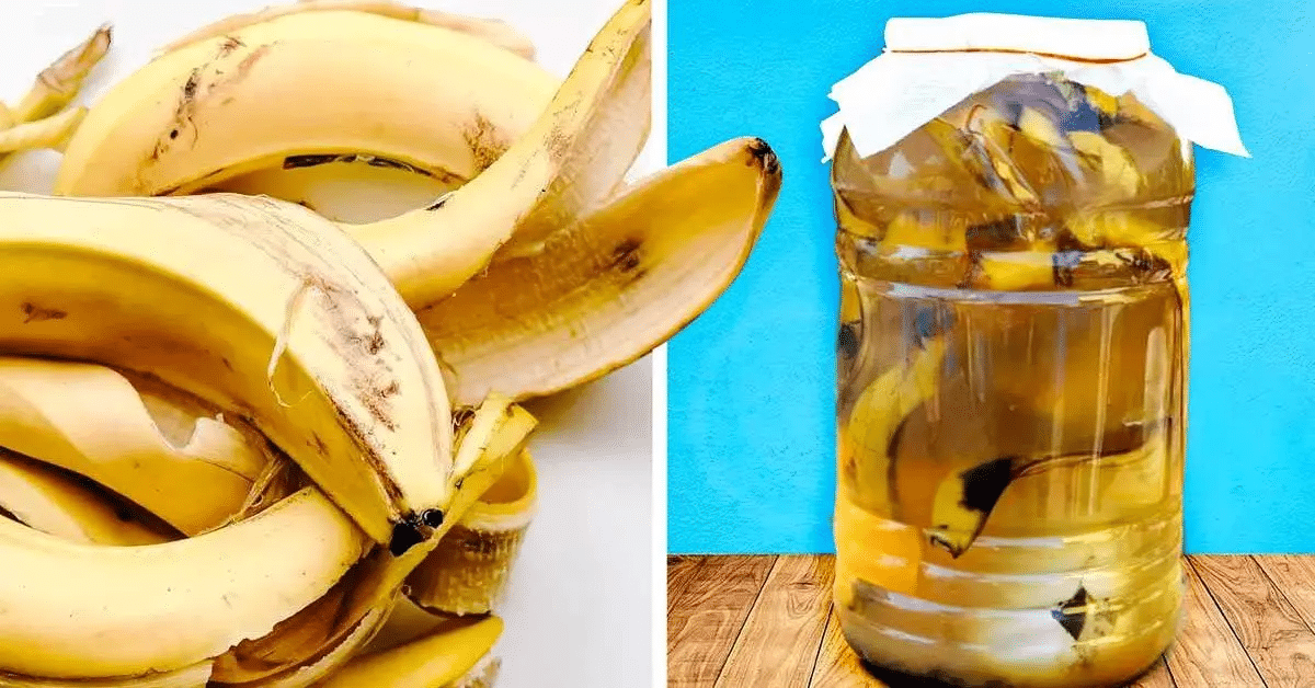 cascas de banana no seu jardim ou vasos plantas?