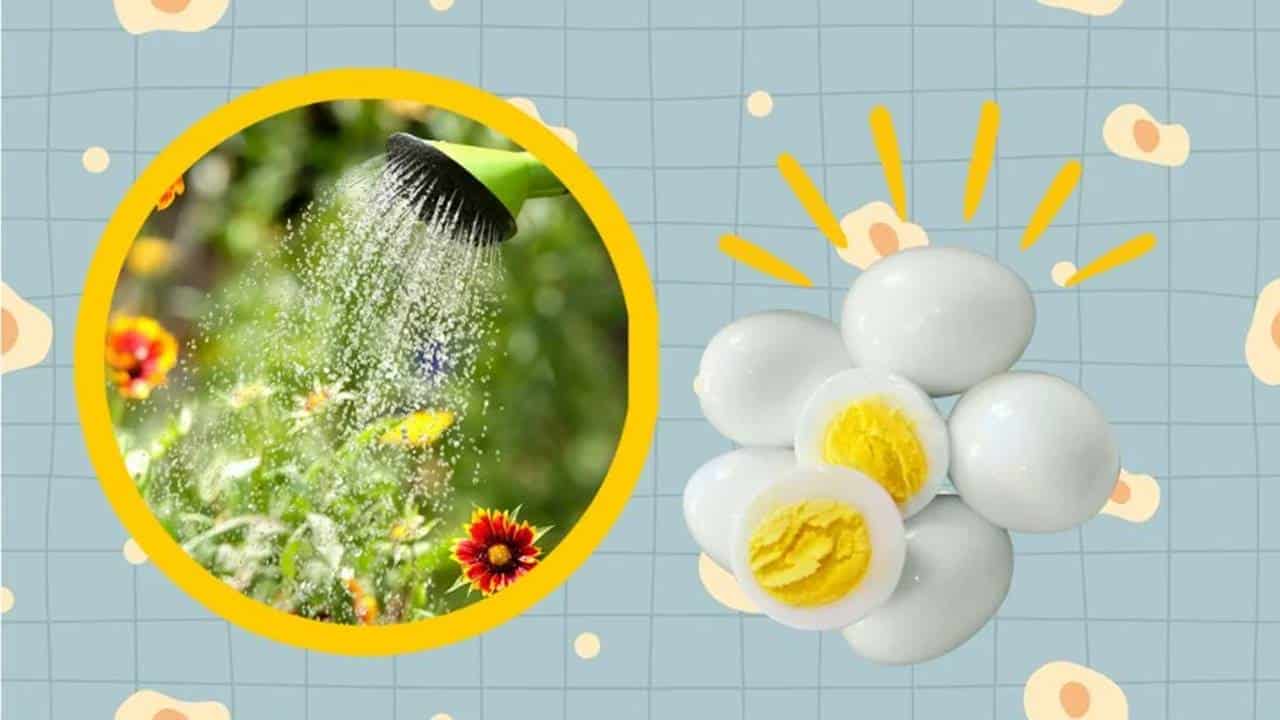 Reutilize a água do ovo cozido nas plantas
