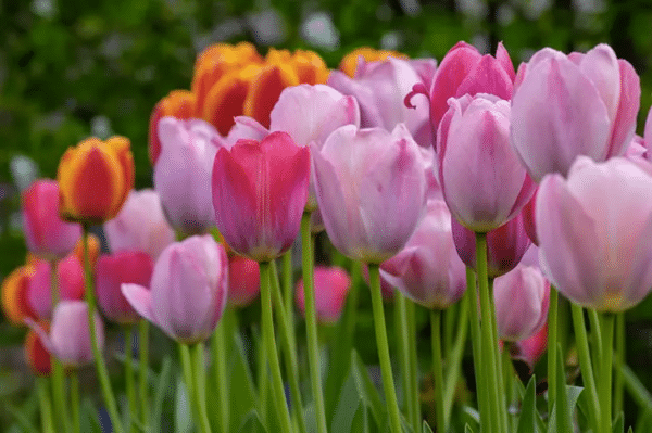 Tulipa