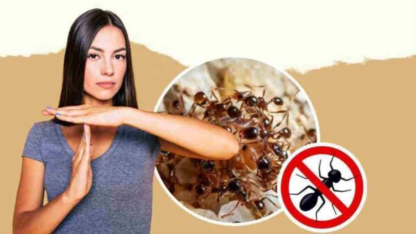 2 misturas naturais combater infestações de formigas