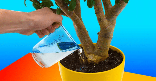 água vitaminada para suas plantas