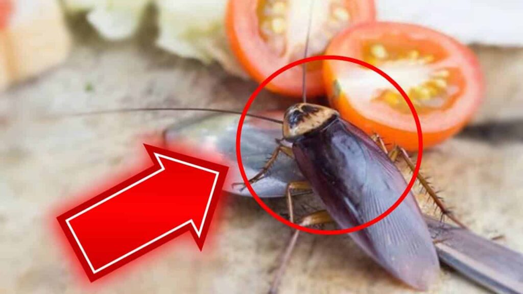 baratas em sua casa 15 repelentes