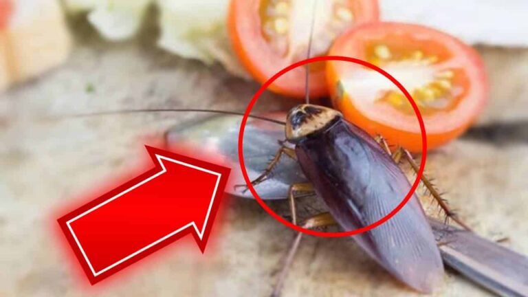 baratas em sua casa 15 repelentes