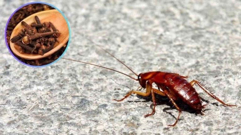 Dica de como eliminar baratas com cravo e canela
