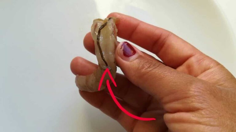 come camarão com a veia escura